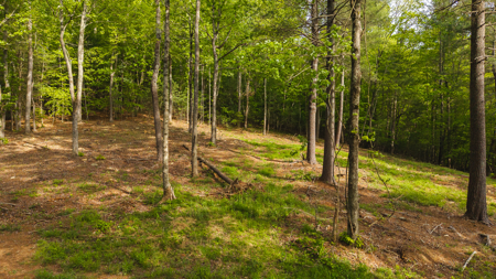 Large Land Tract for Sale in Moravian Falls NC! - image 16