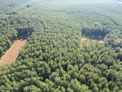 113 Acres Hunting Land with Home in Amite County, MS - image 9