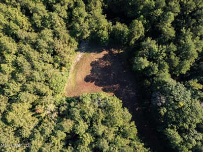 113 Acres Hunting Land with Home in Amite County, MS - image 5