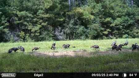 113 Acres Hunting Land with Home in Amite County, MS - image 21