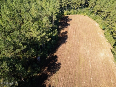 113 Acres Hunting Land with Home in Amite County, MS - image 15