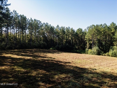 113 Acres Hunting Land with Home in Amite County, MS - image 13