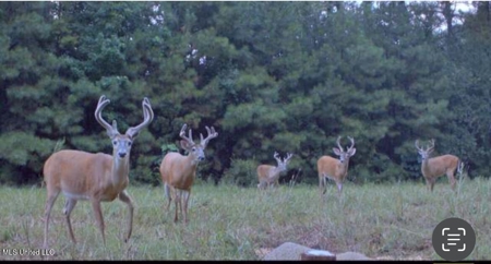 113 Acres Hunting Land with Home in Amite County, MS - image 20