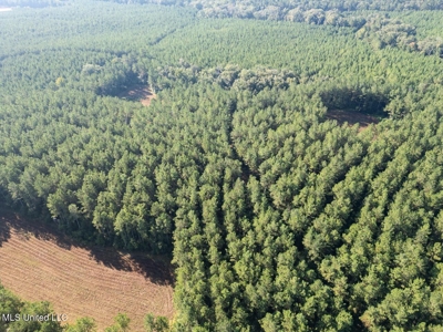 113 Acres Hunting Land with Home in Amite County, MS - image 7