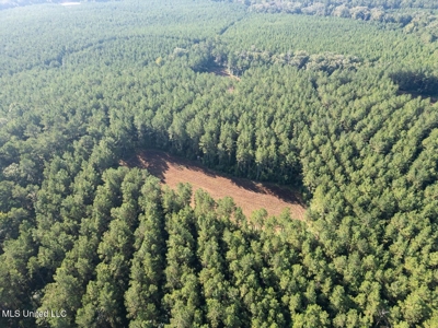 113 Acres Hunting Land with Home in Amite County, MS - image 6