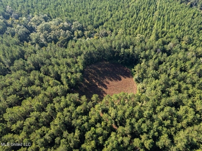 113 Acres Hunting Land with Home in Amite County, MS - image 8