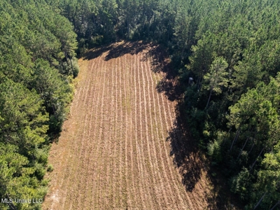 113 Acres Hunting Land with Home in Amite County, MS - image 16