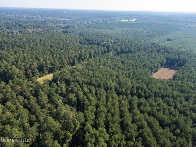 113 Acres Hunting Land with Home in Amite County, MS - image 10