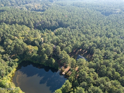113 Acres Hunting Land with Home in Amite County, MS - image 3