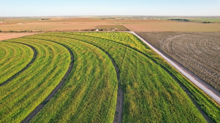 311.84+/- Acres in Lazbuddie, Texas - image 41