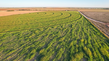 311.84+/- Acres in Lazbuddie, Texas - image 40