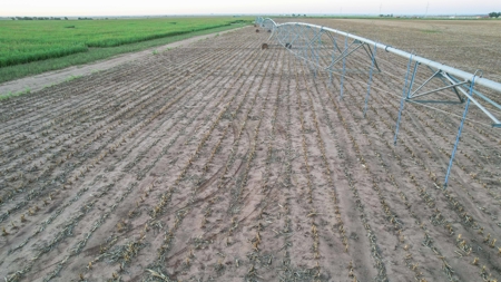 311.84+/- Acres in Lazbuddie, Texas - image 4