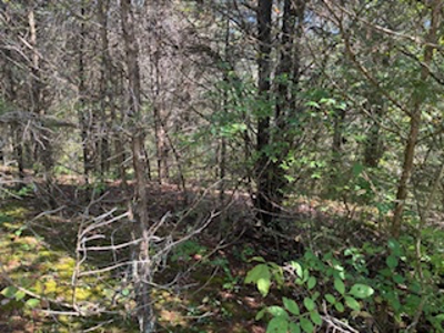 991 Wolfe Rd. Falmouth Ky. 41040 Hunting Recreational Land Mobile - image 14