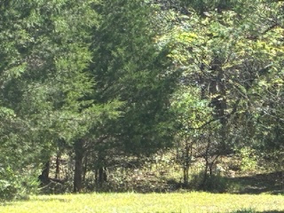 991 Wolfe Rd. Falmouth Ky. 41040 Hunting Recreational Land Mobile - image 6