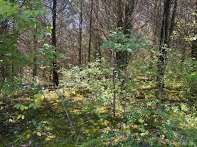 991 Wolfe Rd. Falmouth Ky. 41040 Hunting Recreational Land Mobile - image 13