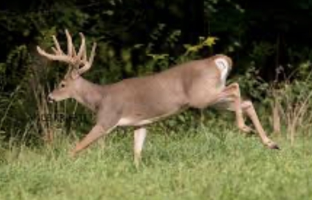 991 Wolfe Rd. Falmouth Ky. 41040 Hunting Recreational Land Mobile - image 9