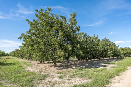 Las Cruces NM Pecan Orchard for Sale - image 19