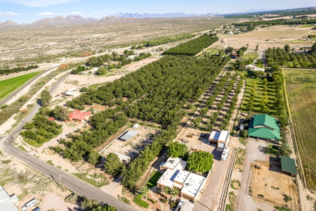 Las Cruces NM Pecan Orchard for Sale - image 4