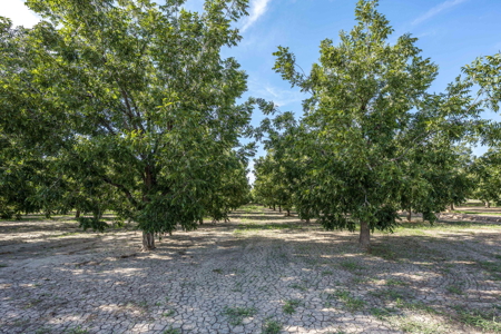 Las Cruces NM Pecan Orchard for Sale - image 21