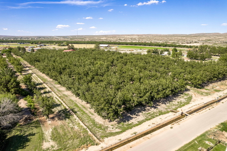 Las Cruces NM Pecan Orchard for Sale - image 16
