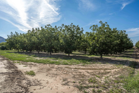 Las Cruces NM Pecan Orchard for Sale - image 20