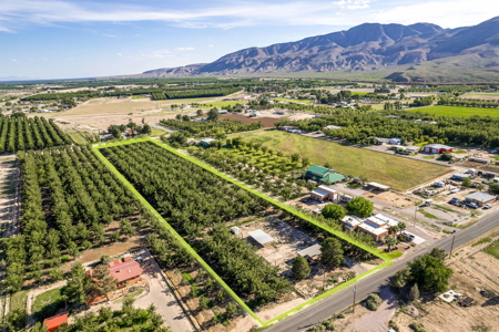 Las Cruces NM Pecan Orchard for Sale - image 5