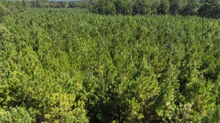 16 Acres Timberland for Sale in Union Parish - McBroom Tract - image 13