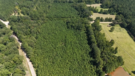 16 Acres Timberland for Sale in Union Parish - McBroom Tract - image 2