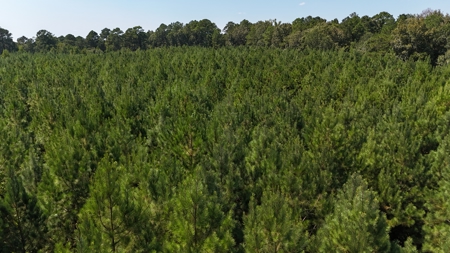 16 Acres Timberland for Sale in Union Parish - McBroom Tract - image 4