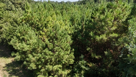 16 Acres Timberland for Sale in Union Parish - McBroom Tract - image 12