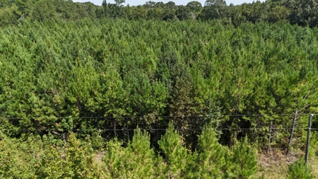 16 Acres Timberland for Sale in Union Parish - McBroom Tract - image 8