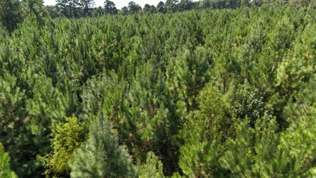 16 Acres Timberland for Sale in Union Parish - McBroom Tract - image 6