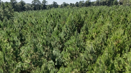 16 Acres Timberland for Sale in Union Parish - McBroom Tract - image 5