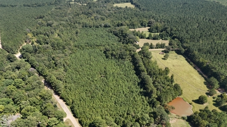 16 Acres Timberland for Sale in Union Parish - McBroom Tract - image 10
