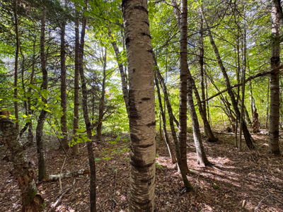Off-Grid Log Home on 33.4 Acres - image 40