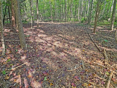 11.91 Acres of Buildable Land with Creek in Reidsville, NC - image 12