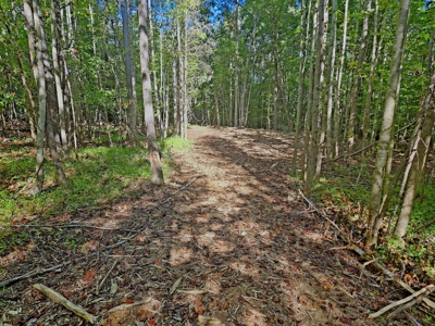 11.91 Acres of Buildable Land with Creek in Reidsville, NC - image 10