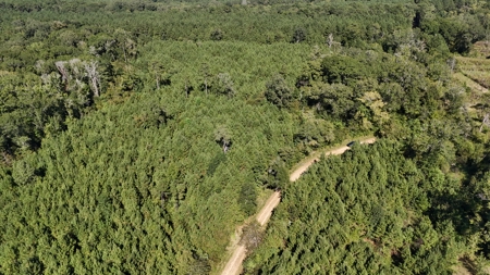 Timberland for Sale Union Parish - Arrant Place - image 1