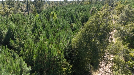 Timberland for Sale Union Parish - Arrant Place - image 4