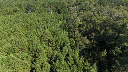 Timberland for Sale Union Parish - Arrant Place - image 7