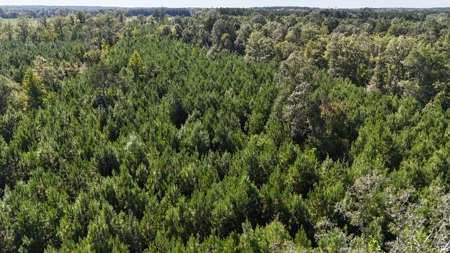 Timberland for Sale Union Parish - Arrant Place - image 8