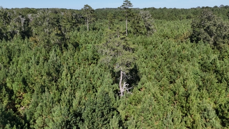 Timberland for Sale Union Parish - Arrant Place - image 3