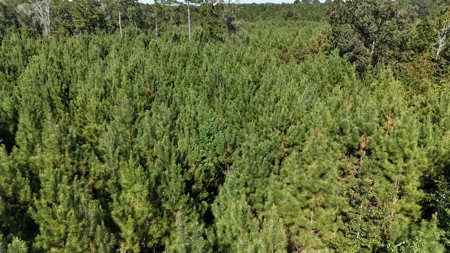 Timberland for Sale Union Parish - Arrant Place - image 5