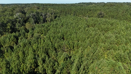 Timberland for Sale Union Parish - Arrant Place - image 6