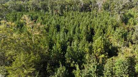 Timberland for Sale Union Parish - Arrant Place - image 2