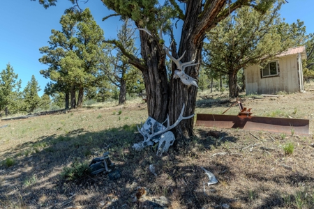 Central Oregon Coyote Butte Homestead - image 14