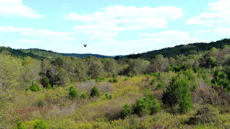 Acreage for Sale in Bunker, Missouri - image 13