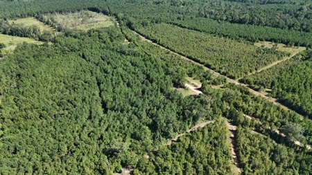 Hunting & Timberland For Sale in Union Parish-Traylor Place - image 1