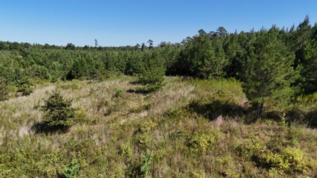 Hunting & Timberland For Sale in Union Parish-Traylor Place - image 10