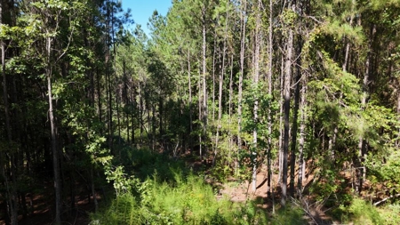 Hunting & Timberland For Sale in Union Parish-Traylor Place - image 5